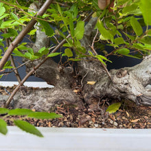Lade das Bild in den Galerie-Viewer, Orientalische Hainbuche / Carpinus orientalis
