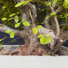Lade das Bild in den Galerie-Viewer, Orientalische Hainbuche / Carpinus orientalis
