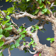 Lade das Bild in den Galerie-Viewer, Orientalische Hainbuche / Carpinus orientalis

