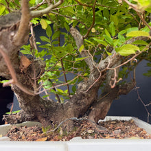 Lade das Bild in den Galerie-Viewer, Orientalische Hainbuche / Carpinus orientalis
