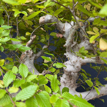 Lade das Bild in den Galerie-Viewer, Orientalische Hainbuche / Carpinus orientalis
