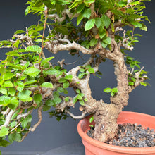 Lade das Bild in den Galerie-Viewer, Orientalische Hainbuche / Carpinus orientalis
