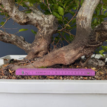 Lade das Bild in den Galerie-Viewer, Orientalische Hainbuche / Carpinus orientalis
