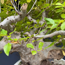 Lade das Bild in den Galerie-Viewer, Orientalische Hainbuche / Carpinus orientalis
