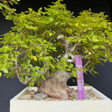 Lade das Bild in den Galerie-Viewer, Orientalische Hainbuche / Carpinus orientalis
