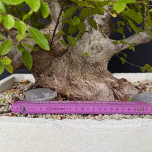 Lade das Bild in den Galerie-Viewer, Orientalische Hainbuche / Carpinus orientalis
