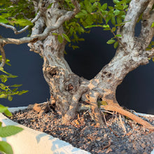 Lade das Bild in den Galerie-Viewer, Orientalische Hainbuche / Carpinus orientalis
