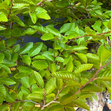 Lade das Bild in den Galerie-Viewer, Orientalische Hainbuche / Carpinus orientalis
