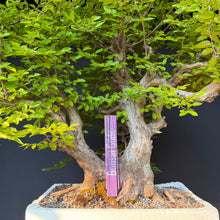Lade das Bild in den Galerie-Viewer, Orientalische Hainbuche / Carpinus orientalis
