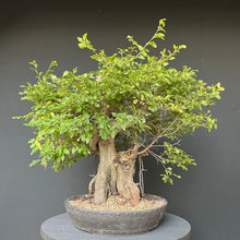 Lade das Bild in den Galerie-Viewer, Orientalische Hainbuche / Carpinus orientalis
