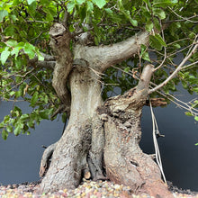 Lade das Bild in den Galerie-Viewer, Orientalische Hainbuche / Carpinus orientalis
