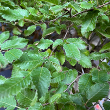 Lade das Bild in den Galerie-Viewer, Orientalische Hainbuche / Carpinus orientalis
