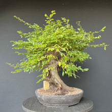 Lade das Bild in den Galerie-Viewer, Bonsai Orientalische Hainbuche / Carpinus orientalis
