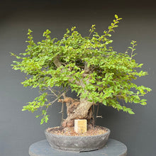 Lade das Bild in den Galerie-Viewer, Bonsai Orientalische Hainbuche / Carpinus orientalis
