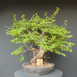 Bonsai Orientalische Hainbuche / Carpinus orientalis