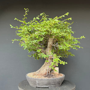 Bonsai Orientalische Hainbuche / Carpinus orientalis