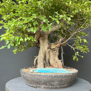 Bonsai Orientalische Hainbuche / Carpinus orientalis