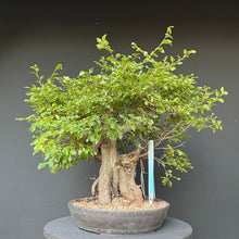 Lade das Bild in den Galerie-Viewer, Bonsai Orientalische Hainbuche / Carpinus orientalis
