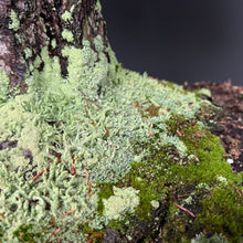 Lade das Bild in den Galerie-Viewer, Japanische Mädchenkiefer / Pinus parviflora

