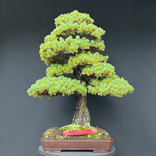 Lade das Bild in den Galerie-Viewer, Japanische Mädchenkiefer / Pinus parviflora

