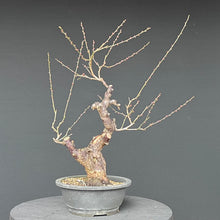 Lade das Bild in den Galerie-Viewer, Japanische Aprikose / Prunus Mume
