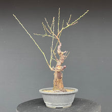Lade das Bild in den Galerie-Viewer, Japanische Aprikose / Prunus Mume
