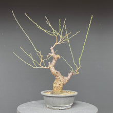 Lade das Bild in den Galerie-Viewer, Japanische Aprikose / Prunus Mume
