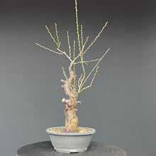 Lade das Bild in den Galerie-Viewer, Japanische Aprikose / Prunus Mume
