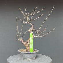Lade das Bild in den Galerie-Viewer, Japanische Aprikose / Prunus Mume
