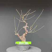 Lade das Bild in den Galerie-Viewer, Japanische Aprikose / Prunus Mume

