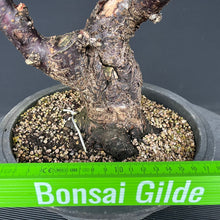 Lade das Bild in den Galerie-Viewer, Japanische Aprikose / Prunus Mume
