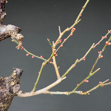 Lade das Bild in den Galerie-Viewer, Japanische Aprikose / Prunus Mume
