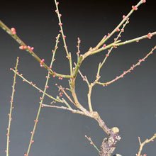 Lade das Bild in den Galerie-Viewer, Japanische Aprikose / Prunus Mume
