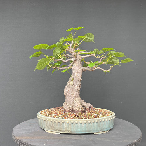 pflaumenbaum bonsai Bonsaï Sageretia theezans — Chinesischer Pflaumenbaum