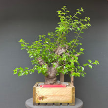 Lade das Bild in den Galerie-Viewer, Felsenkirsche / Steinweichsel / Prunus Mahaleb
