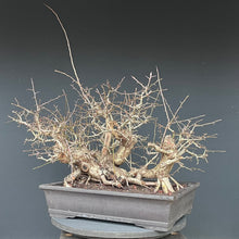 Lade das Bild in den Galerie-Viewer, Weissdorn / Crataegus
