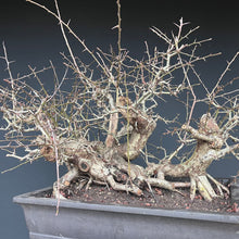 Lade das Bild in den Galerie-Viewer, Weissdorn / Crataegus
