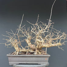 Lade das Bild in den Galerie-Viewer, Weissdorn / Crataegus
