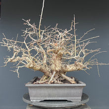 Lade das Bild in den Galerie-Viewer, Weissdorn / Crataegus

