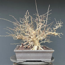 Lade das Bild in den Galerie-Viewer, Weissdorn / Crataegus
