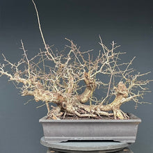 Lade das Bild in den Galerie-Viewer, Weissdorn / Crataegus
