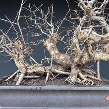 Lade das Bild in den Galerie-Viewer, Weissdorn / Crataegus
