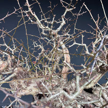 Lade das Bild in den Galerie-Viewer, Weissdorn / Crataegus
