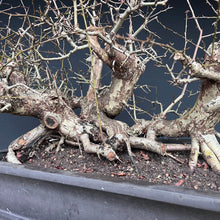 Lade das Bild in den Galerie-Viewer, Weissdorn / Crataegus
