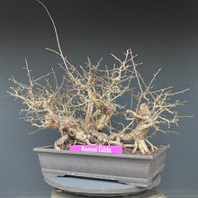 Lade das Bild in den Galerie-Viewer, Weissdorn / Crataegus
