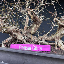 Lade das Bild in den Galerie-Viewer, Weissdorn / Crataegus
