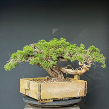Lade das Bild in den Galerie-Viewer, Sabina Wacholder / Juniperus sabina
