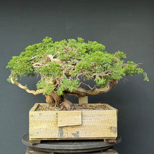 Lade das Bild in den Galerie-Viewer, Sabina Wacholder / Juniperus sabina
