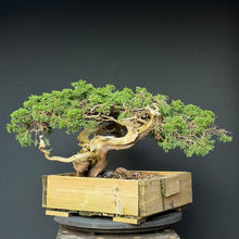Lade das Bild in den Galerie-Viewer, Sabina Wacholder / Juniperus sabina
