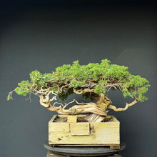 Lade das Bild in den Galerie-Viewer, Sabina Wacholder / Juniperus sabina

